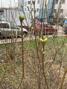 Пришла весна в усиленную зону (с) image preview