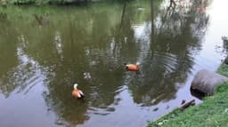 Уточки и Даша image preview