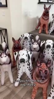 MOOD. (Часть вторая. Теперь надо найти реальную собаку) image preview