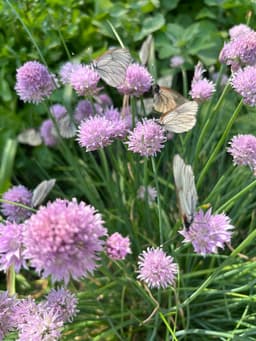 На даче бабочек - тьма! image preview