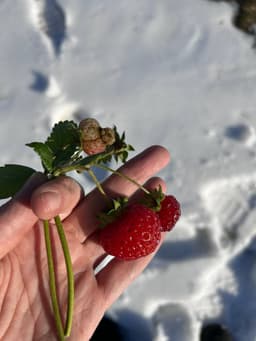 Вот такой привет из Сибири image preview