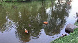 Уточки и Даша image preview