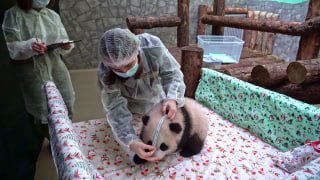 4-месячная панда Катюша из Московского зоопарка image preview